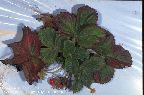 Marginal and interveinal browning of outer leaves caused by Verticillium wilt, <i>Verticillium dahliae.</i>.