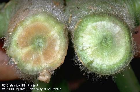 Stems cut in cross-section revealing brown discolored vascular tissue in one (left) with Verticillium wilt, <i>Verticillium dahliae</i>.