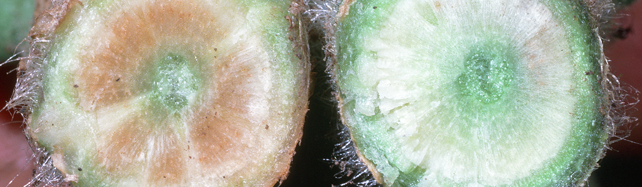 Stems cut in cross-section revealing brown discolored vascular tissue in one (left) with Verticillium wilt, Verticillium dahliae.
