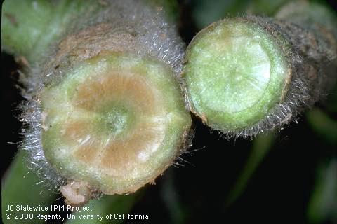 Discolored xylem damaged by verticillium wilt.