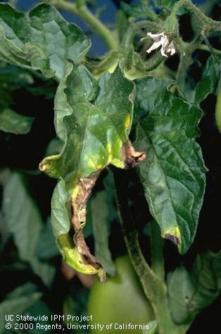 Damage casuing symptoms of Verticillium wilt.