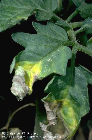 Foliage damaged by Verticillium wilt.