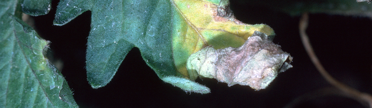 Verticillium wilt first appears as yellowing between the major veins on mature leaves.