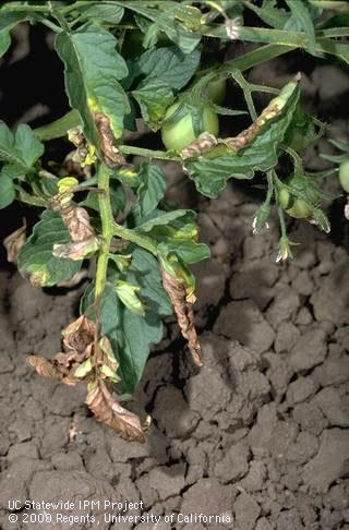 Foliage damaged by Verticillium wilt.