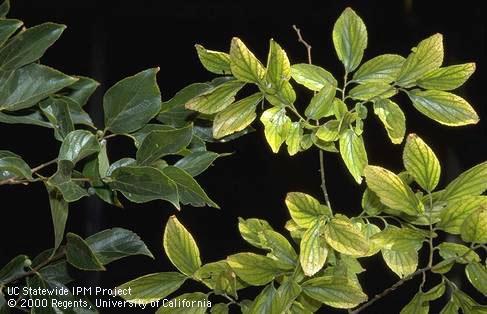 Chlorotic, stunted leaves (right) of Chinese hackberry with Verticillium wilt.