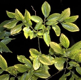 Chlorotic, unhealthy hackberry foliage.