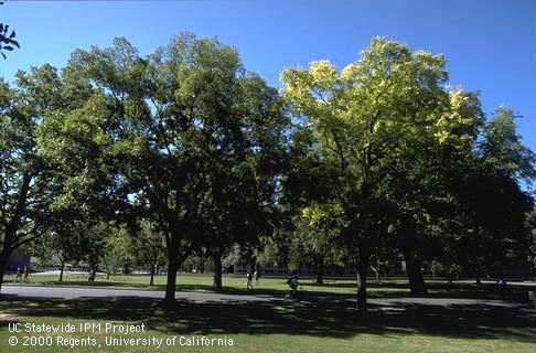 Healthy (left) and chlorotic Chinese hackberry with Verticillium wilt (right).