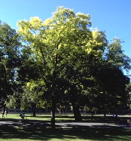 Foliage yellowing precedes hackberry limb dieback due to an unexplained malady.