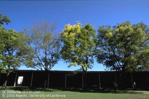 Chinese hackberry trees with sparse, yellow foliage due to an unexplained malady.