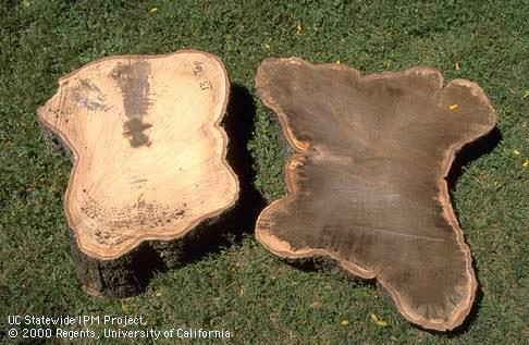 Darkly stained wood from a Chinese hackberry tree that died from an unexplained malady. The cross-section at the right is from 1 foot above the ground and the left wood is from 15 feet above the ground.