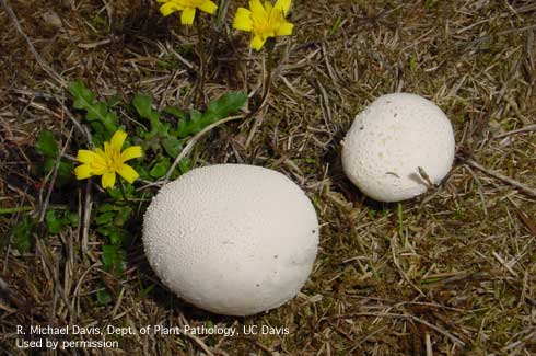 Fruiting bodies of a poisonous hard-rind pufball fungus, <i>Vascellum</i> sp.