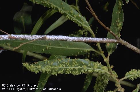 Bead galls on leaves and felty, white growth (erineum) on a stem, abnormal plant growths caused by feeding of willow blister gall mite, <i>Vasates laevigatae</i>.