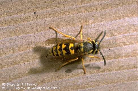 Adult western yellowjacket.