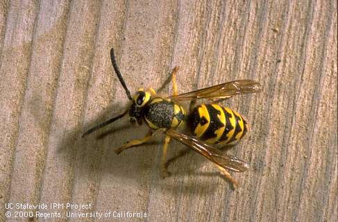 Adult western yellowjacket.