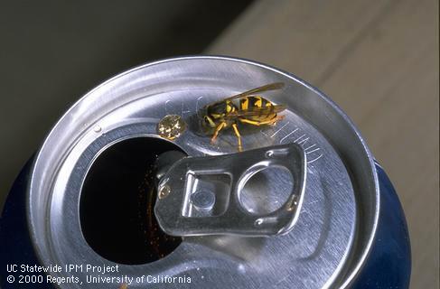 Adult western yellowjacket.