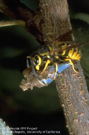 Adult western yellowjacket, <I>Vespula pensylvanica,</I> feeding on the remains of a large insect.