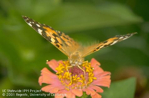 An adult painted lady butterfly.