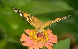 Painted lady adult butterfly