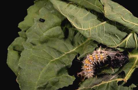 A painted lady butterfly larva.