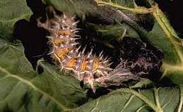 Painted lady adult larva