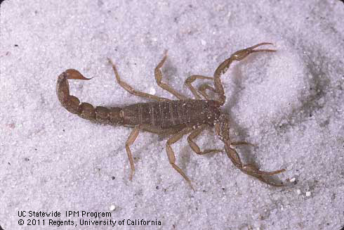 Adult scorpion, <I>Vaejovis</I> sp.