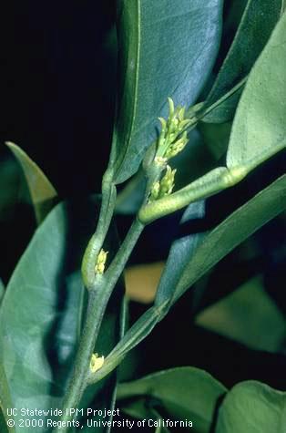 Vegetative growth of citrus.