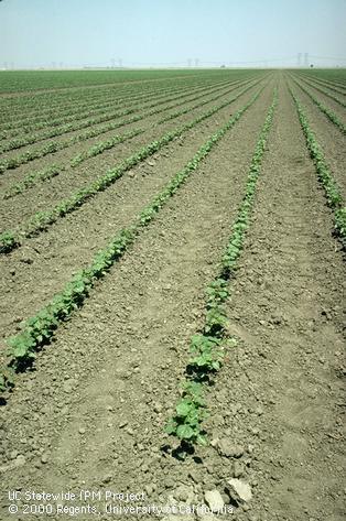 Cotton seedlings