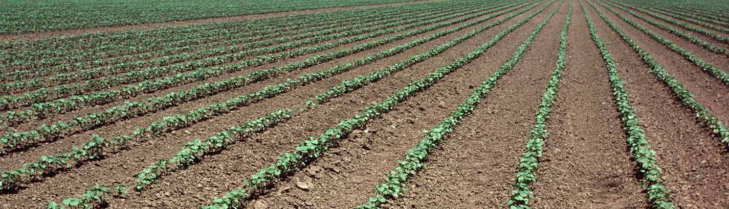 Cotton seedlings.