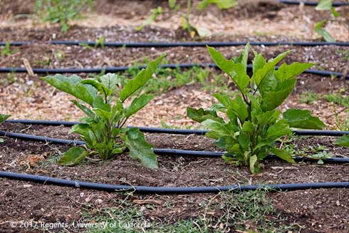 Young eggplant plants, <i>Solanum melongena</i>.