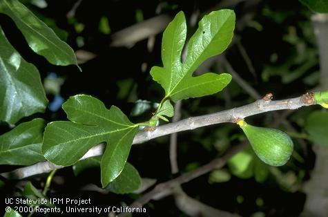 Leaves and one green fruit of edible fig, Ficus carica (Moraceae).