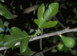 Leaves and fruit of fig