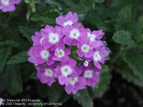 Purple flowers of verbena, <I>Verbena</I> sp.  