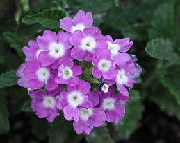 Purple blossoms