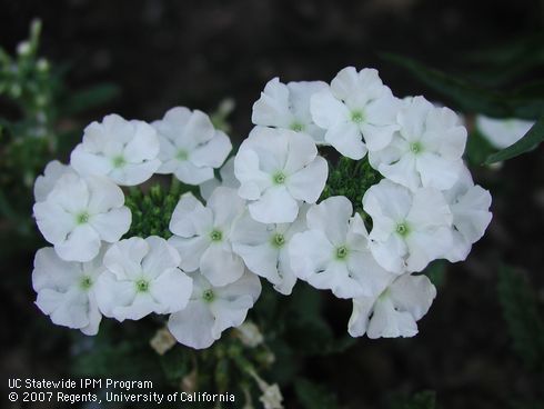 White flowers of verbena, <I>Verbena</I> sp.  