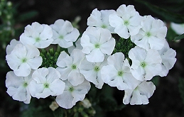 White blossoms