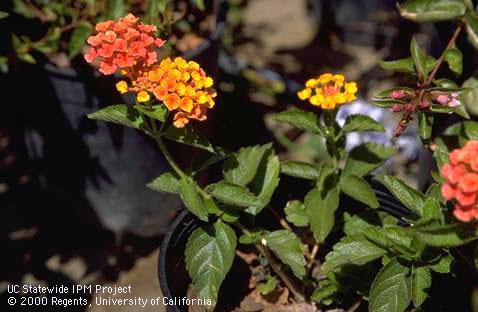 Container-grown lantana leaves and blossoms.