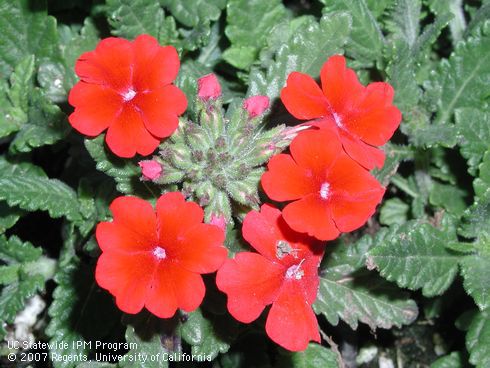 Leaves and red flowers of verbena, <I>Verbena</I> sp.  