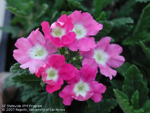 Pink flowers of verbena, <I>Verbena</I> sp.  