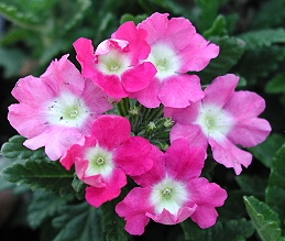 Pink blossoms