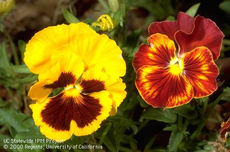 Yellow and red pansy blossoms.