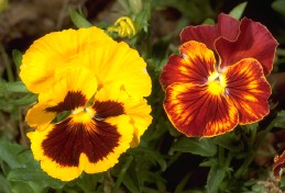 Yellow and orange blossoms of pansy