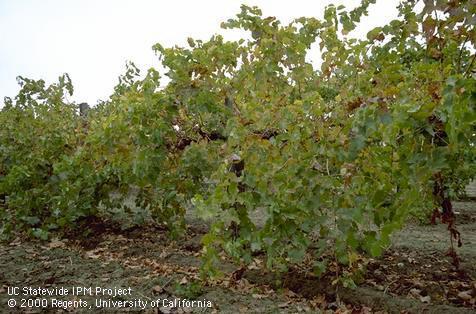 Vegetative growth of grape.