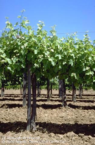 Vegetative growth of grape.