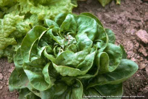 Head of butter lettuce, Lactuca sativa, in the garden.