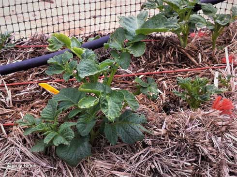 Potato plants <i>Solanum tuberosum</i>, growing in straw bale.