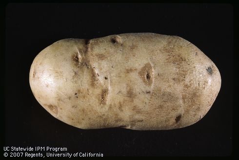 Vegetative growth of potato.