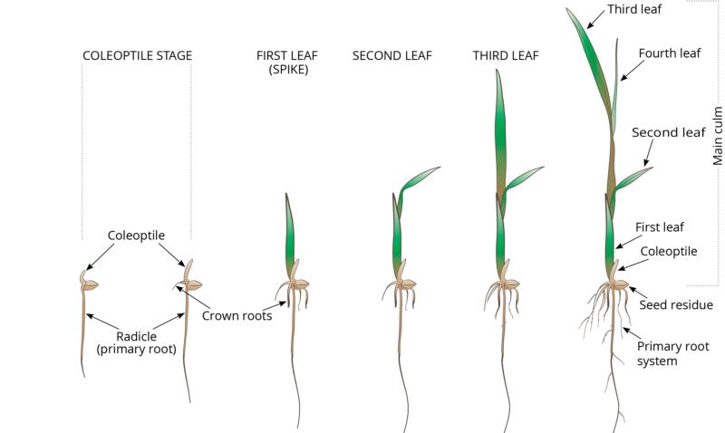 Rice Developmental Stages / Rice / Agriculture: Pest Management ...