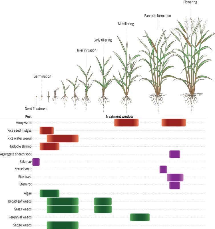 An infographic demonstrating the best treatment windows for various pests by the growth stages of a rice (Oryza sativa) plant. The pests, in order, are armyworm, rice seed midge, rice water weevil, tadpole shrimp, aggregate sheath spot, bakanae, kernel smut, rice blast, stem rot, algae, broadleaf weeds, grass weeds, perennial weeds, and sedge weeds. The treatment windows are shown as follows: For armyworm there are two windows, one during midtillering, and the second between panicle formation and flowering. For rice seed midge there is one treatment window, from germination to two-leaf stage. For rice water weevil there is one treatment window, from one-leaf stage to four-leaf stage. For tadpole shrimp there is one treatment window, from germination to three-leaf stage. For aggregate sheath spot there is one treatment window, between panicle formation and flowering. For bakanae there is one treatment window, which is as a seed treatment before germination. For kernel smut there is one treatment window, between panicle formation and flowering. For rice blast there is one treatment window, between panicle formation and flowering. For stem rot there is one treatment window, between panicle formation and flowering. For algae there is one treatment window, from first-leaf stage to three-leaf stage. For broadleaf weeds there are two treatment windows, one between one-leaf stage and tiller initiation, and the second during early tillering. For grass weeds there are two treatment windows, one between one-leaf stage and tiller initiation, and the second during early tillering. For perennial weeds there is one treatment window between midtillering and panicle formation. And, finally, for sedge weeds there is one treatment window between one-leaf stage and tiller initiation.