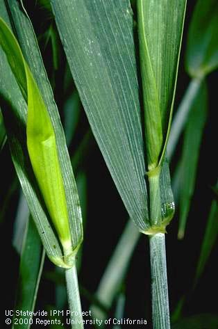 Flag leaf ligule just emerging on left, ligule completely emerged on right; Davis, Credit: Jack Kelly Clark