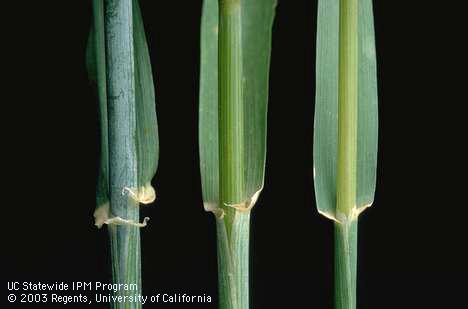 Collar regions of (left to right) barley, wheat, and oat.